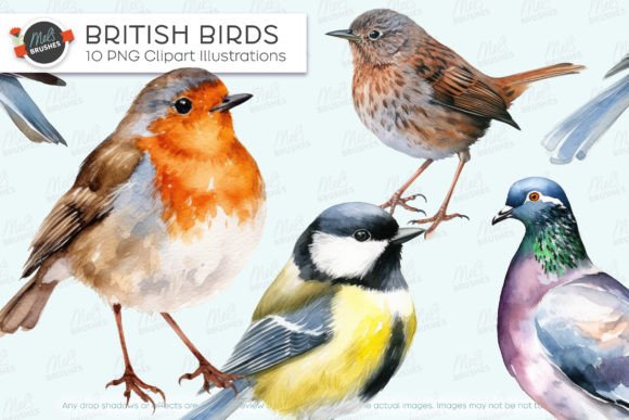Download 10 Watercolor British Birds - Watercolor Collection